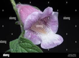 Image result for Sesamum radiatum