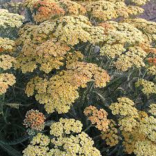 Apricot delight yarrow will grow to be about 12 inches tall at maturity, with a spread of 12 inches. Apricot Delight Yarrow Finegardening