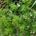 Image result for Pollichia