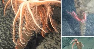 Image result for Astropanax barteri