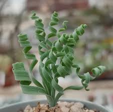 Image result for Albuca nigritana