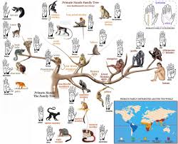 The Primate Hands Family Tree Primatology Palm Reading