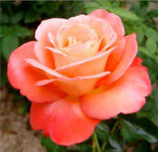 Roses For Sale Results Beautiful Flowers Garden Beautiful Roses Beautiful Flowers