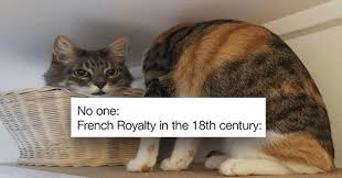 Come join us live every saturday night at the saturday night meme stream at 7pm est! Sweet Dreams With Fresh Caturday Memes 20 Cat Memes I Can Has Cheezburger