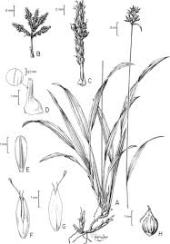 Image result for Hypolytrum