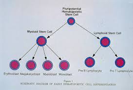 Slide Multipotential Stem Theory Of Hematopoiesis Chart