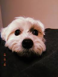 pin by o z g e on hrr animals cutie dogs