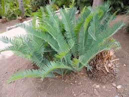 Image result for Encephalartos munchii