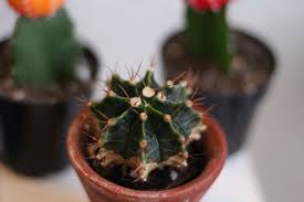 This is how cacti grafting is done the right way and is explained scientifically. Why Do These Cacti Have To Be Grafted The Houseplant Guru