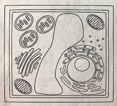 Each cilium may thus be viewed as a sensory cellular antennae that coordinates a large number of cellular signaling pathways, sometimes coupling the signaling to ciliary motility or alternatively to cell division and differentiation. Label The Plant Cell Diagram Quizlet