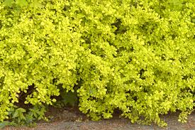 Flowering bushes for full sun and heat. Best Heat Tolerant Shrubs