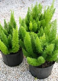 Forming fluffy mounds 2 feet tall and up to 4 feet wide, foxtail fern works wells as a houseplant, specimen, container plant or border plant, requiring minimal maintenance and care. Plant From Asparagus Densiflorus Foxtail Fern Myersii A Evergreen Clumping Plant With Green Needle Like Leaves Dro Plants Planting Flowers Landscaping Plants