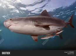 We did not find results for: Tiger Shark Remora Image Photo Free Trial Bigstock
