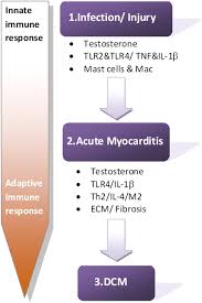 Learn about causes, signs, symptoms, diagnosis and treatments. Pathogenesis And Diagnosis Of Myocarditis Heart