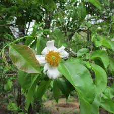 Image result for Oncoba spinosa