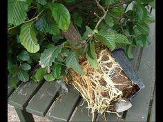 How To Air Layering The Plant Urdu Hindi Air Layering Plants Growing Fruit