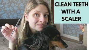 You simply give your dog the treat and then let it chew at its own pace, as it chews it chips off the plaque and tartar from your dog's teeth. How To Clean Dogs Teeth With Scaler Positive Training Youtube