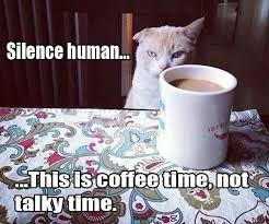 Silence Human Coffee Before Talkie Cats Funny Animal Pictures Funny Pictures Funny Animals