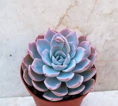 Great prices and selection of succulent. Five 5 Morning Beauty Succulent Plant Petals Echeveria Subsessilis The Succulent Isle