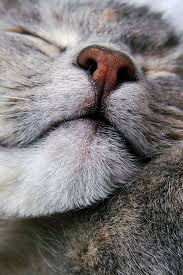 You'll find pictures of cats and kittens. Funny Cat Images Free Bilder Bilder Und Spruche Fur Whatsapp Und Facebook Kostenlos