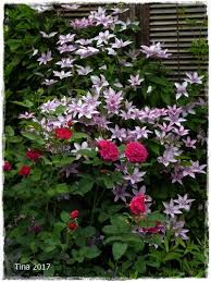Clerotische Fotos 90 Kombis 2019 Ab S 6 Seite 4 Mein Schoner Garten Forum In 2020 Beste Blumen Garten Schone Blumen