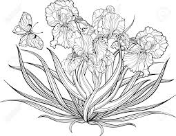 Flowers and butterflies coloring pages. Image Of A Bunch Of Iris Flowers And A Butterfly Coloring Page Royalty Free Cliparts Vectors And Stock Illustration Image 59851176