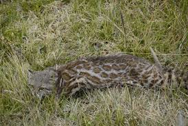 Colocolo (leopardus colocolo) is a small spotted and striped cat native to the west andean slope in central and northern chile. Pampascat Or Colocolo Oncifelis Colocolo Wild Cats Magazine