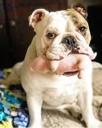 Bulldog Pics On Instagram Theodore And His Friend Pig Mybulldogtheodore To Feature Your In 2020 Bulldog English Bulldog British Bulldog