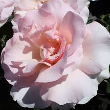 One thing to keep in mind is that cooler tones of red lipstick will make your teeth appear whiter. A Whiter Shade Of Pale Edelrose Gartencenter Bartels 22 95