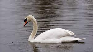 Перевод слова swan, американское и британское произношение, транскрипция, словосочетания, примеры использования. Publications Reports And Video S Of Wetlands International