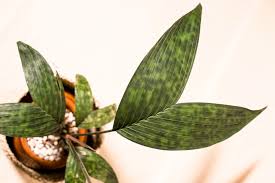 Image result for Biophytum crassipes