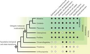 Check spelling or type a new query. Pluripotency And The Origin Of Animal Multicellularity Nature