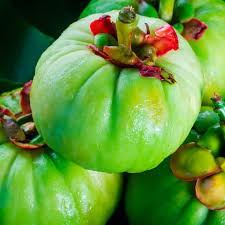 Image result for Garcinia pachyclada