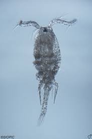 Image result for Otiophora inyangana