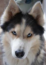 Black And White Husky Shepherd Mix Pin By Lisa Sikes On Dogs In 2020 Animals Puppies Cute Dogs