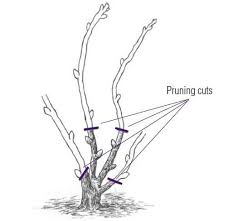 Image result for grape pruning