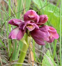 Image result for Orthochilus