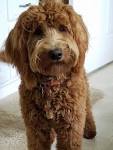 Red Goldendoodle Puppies for Sale - DogsNow