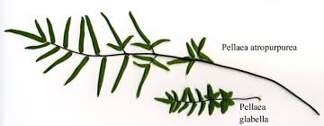 Image result for Pellaea