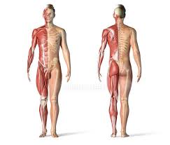 It is the most complete reference of human explore over 6700 anatomic structures and more than 670 000 translated medical labels. Male Anatomy Muscular And Skeletal Systems On White Background Naked Biological Stock Photo 275200298