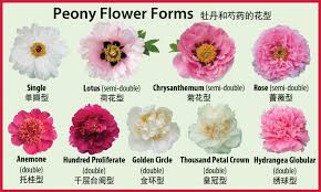 Peony Flower Forms Crickethillgarden
