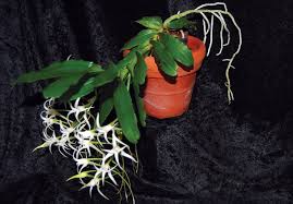 Image result for Cyrtorchis neglecta