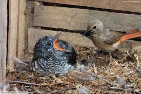 List of alphabetical bird list. Types Of Birds Bird Families From All Around The World Pictures Facts