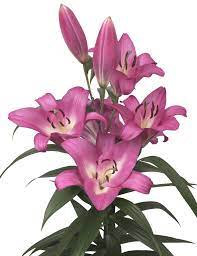 Lily Ot Essence In 2021 Lily Pink Lily Lilium