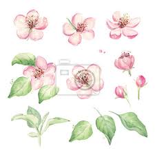 Die schönsten hochzeitsblumen für ihren großen tag! Vintage Blumen Gesetzt Hochzeit Blumen Elemente Gesetzt Hand Leinwandbilder Bilder Hochzeitseinladung Schone Apfelbaum Myloview De