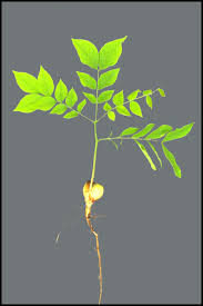 However, 'espresso' male selection and will not produce any seed pods. Kentucky Coffeetree Gymnocladus Dioicus Department Of Horticulture
