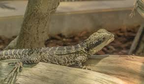 All reptiles can naturally harbor salmonella, so kids must practice good hygiene with this pet. Best Pet Reptiles For Children Knisley S Pet Farm Center