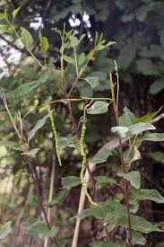 Image result for Maerua angolensis