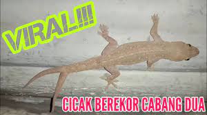 Cicak Berekor Cabang Dua Mitos Atau Fakta Pembawa Rejeki Youtube
