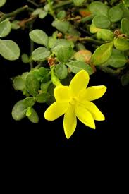 Image result for Jasminum bakeri
